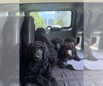 Small #2 Poodle (Standard)