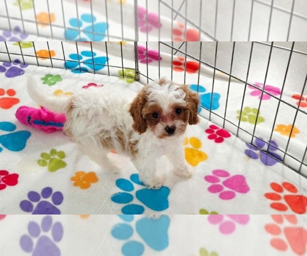 Medium Photo #9 Cavapoo (Miniature)-Poodle (Toy) Mix Puppy For Sale in ORO VALLEY, AZ, USA