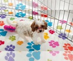 Small #8 Cavapoo (Miniature)-Poodle (Toy) Mix