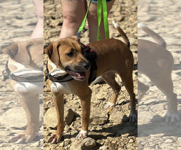 Medium Photo #6 Mutt Puppy For Sale in Westwood, NJ, USA