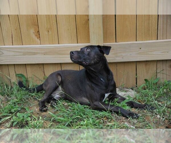 Medium Photo #4 Labrador Retriever Puppy For Sale in Jackson, MS, USA