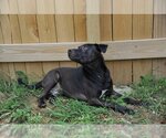 Small Photo #4 Labrador Retriever Puppy For Sale in Jackson, MS, USA