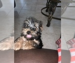 Small Photo #1 Yorkshire Terrier Puppy For Sale in TSN, AZ, USA