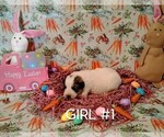 Small #2 Great Pyrenees