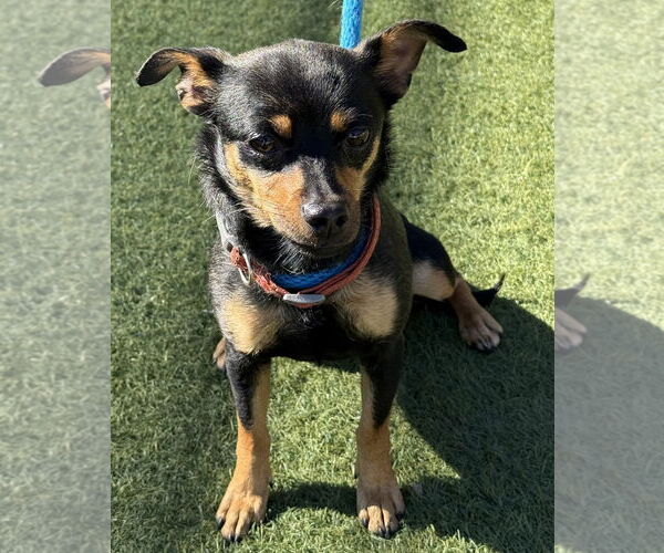 Medium Photo #2 Miniature Pinscher Puppy For Sale in Salinas, CA, USA