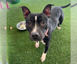 Staffordshire Bull Terrier-Unknown Mix Dogs for adoption in Murfreesboro, TN, USA