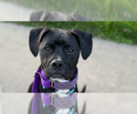 Small Mutt