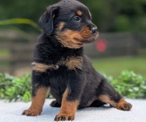 Medium Rottweiler