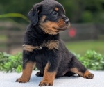 Puppy 1 Rottweiler