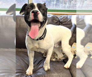 Mutt Dogs for adoption in Anchorage, AK, USA