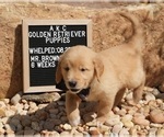 Small #5 Golden Retriever