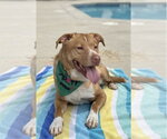 Small #4 Labrador Retriever Mix