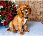 Small #1 Cavalier King Charles Spaniel