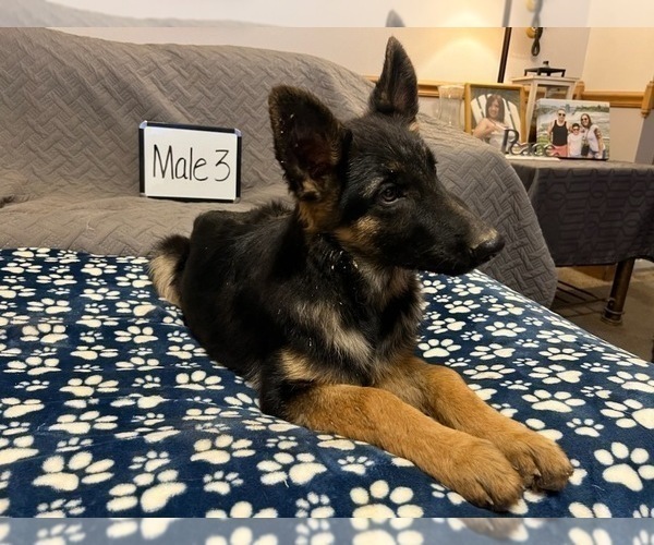 Medium Photo #11 German Shepherd Dog Puppy For Sale in LOGAN, OH, USA