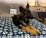 Small Photo #11 German Shepherd Dog Puppy For Sale in LOGAN, OH, USA