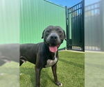 Small American Bulldog Mix