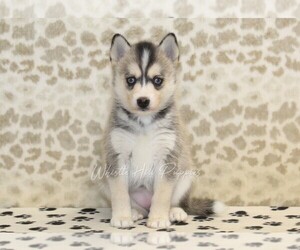 Pomsky Puppy for sale in DENVER, PA, USA