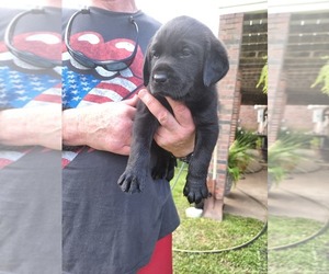 Medium Labrador Retriever