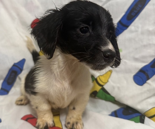 Medium Photo #6 Dachshund Puppy For Sale in LUMBERTON, NC, USA