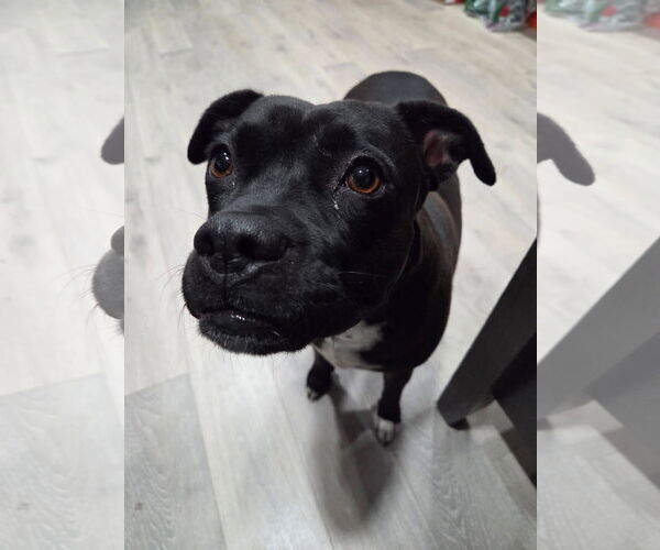 Medium Photo #2 American Staffordshire Terrier-Unknown Mix Puppy For Sale in NEWPORT NH, NH, USA