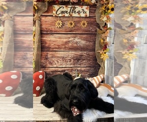 Mother of the Schnauzer (Giant) puppies born on 03/30/2025