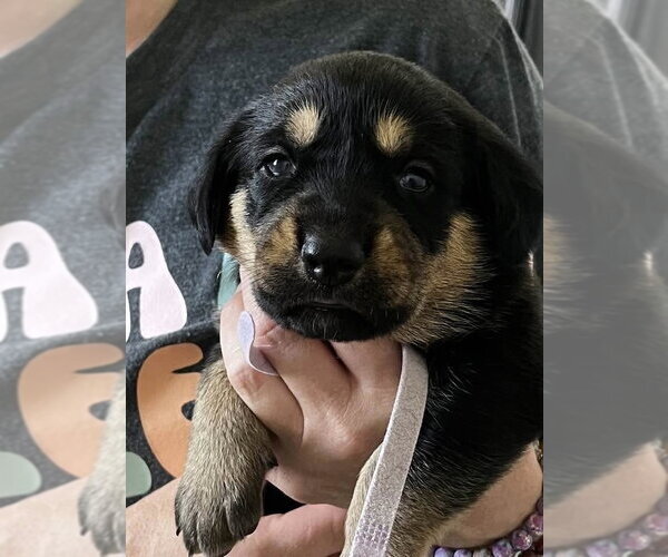 Medium Photo #3 Black and Tan Coonhound-Rottweiler Mix Puppy For Sale in Mooresville, NC, USA