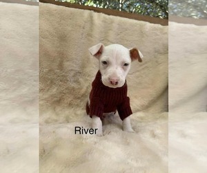 American Staffordshire Terrier-Jack Russell Terrier Mix Dogs for adoption in Princeton, MN, USA