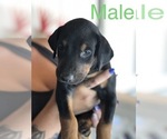 Small Photo #9 Doberman Pinscher Puppy For Sale in COLLEGE HEIGHTS DURANGO, CO, USA
