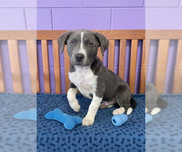 Medium Photo #3 Labrenees Puppy For Sale in Genesee, WI, USA
