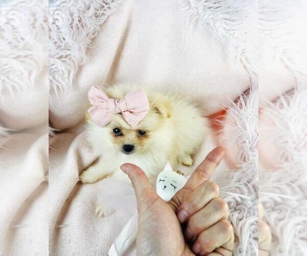 Medium Photo #12 Pomeranian Puppy For Sale in DELRAY BEACH, FL, USA