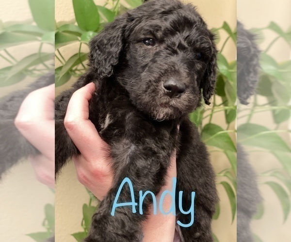 Medium Photo #13 Goldendoodle-Poodle (Standard) Mix Puppy For Sale in GRESHAM, OR, USA