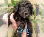 Small Photo #13 Goldendoodle-Poodle (Standard) Mix Puppy For Sale in GRESHAM, OR, USA