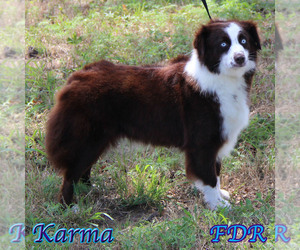 Mother of the Miniature Australian Shepherd puppies born on 10/23/2025