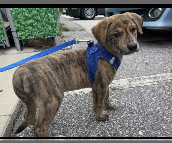 Medium Photo #11 Labrador Retriever-Plott Hound Mix Puppy For Sale in Sanford, FL, USA