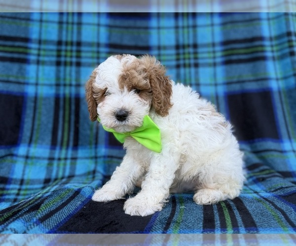 Medium Photo #2 Cavapoo (Miniature) Puppy For Sale in LAKELAND, FL, USA