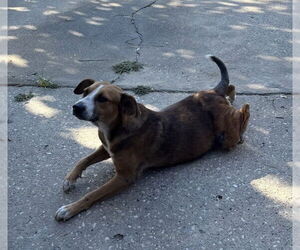 Labrador Retriever-Unknown Mix Dogs for adoption in The Woodlands, TX, USA
