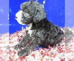 Small Photo #5 Sheepadoodle Puppy For Sale in GROVESPRING, MO, USA