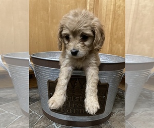 Cavapoo Puppy for sale in DRESSER, WI, USA