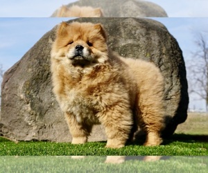 Chow Chow Puppy for sale in NAPPANEE, IN, USA