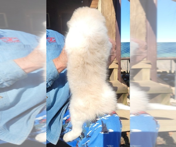 Medium Photo #12 Great Bernese-Poodle (Standard) Mix Puppy For Sale in JONESVILLE, VA, USA