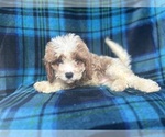 Small #3 Cavapoo