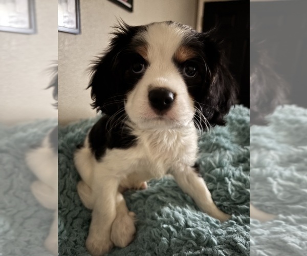 Medium Photo #12 Cavachon Puppy For Sale in OLYMPIA, WA, USA