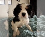 Small Photo #12 Cavachon Puppy For Sale in OLYMPIA, WA, USA