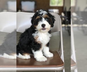 Miniature Bernedoodle Puppy for sale in KILLBUCK, OH, USA