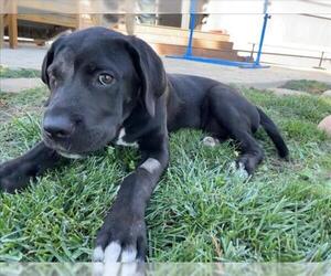 Mastador Dogs for adoption in Sacramento, CA, USA