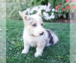 Small Photo #18 Pembroke Welsh Corgi Puppy For Sale in PARADISE, PA, USA