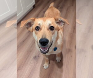 Retriever -Unknown Mix Dogs for adoption in Bellevue, WA, USA