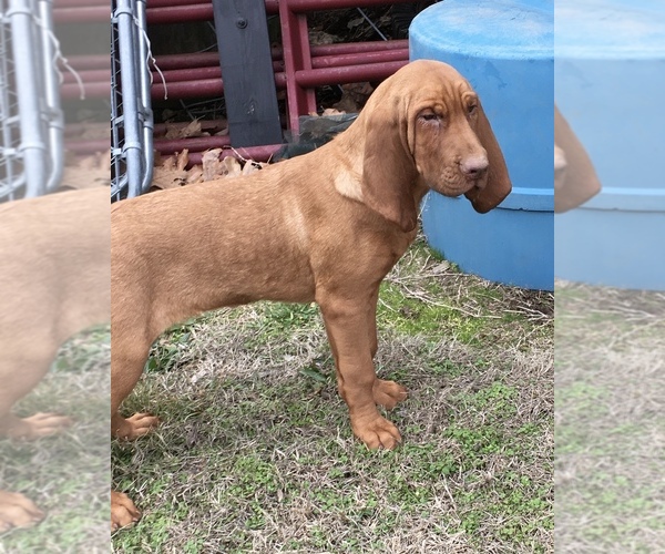 Medium Photo #5 Bloodhound Puppy For Sale in JOPLIN, MO, USA