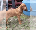 Small Photo #5 Bloodhound Puppy For Sale in JOPLIN, MO, USA