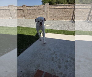 American Bulldog-Unknown Mix Dogs for adoption in Dallas, TX, USA
